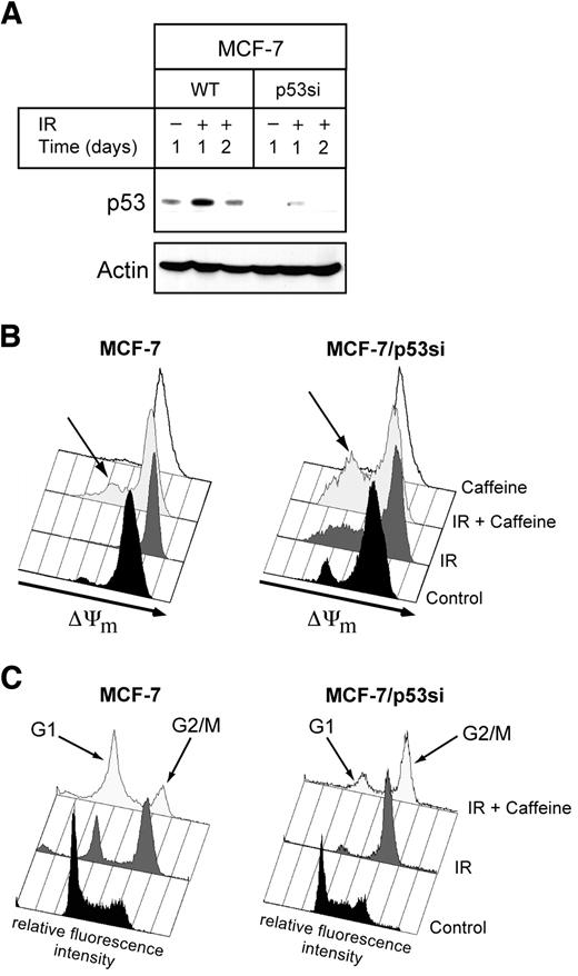 Fig. 6. Effect of the p53 siRNA on cell cycle progression and mitochondrial membrane depolarization in MCF-7 cells. A, Western blot analyses of the status of p53 in MCF-7 cells and cells stably expressing the p53 siRNA (29) that were either left untreated or exposed to 20 Gy. Cell extracts were prepared after the indicated times. Probing the membrane with actin served as loading control. One representative experiment of three is shown. B, measurement of the mitochondrial membrane potential (ΔΨm) in untreated (control) MCF-7 and MCF-7/siRNA cells and in cells exposed to a single dose of 20 Gy, 1 mmol/L caffeine, or to a combination of both. Cells were analyzed after 2 days. The arrows indicate the decrease of the mitochondrial membrane potential induced by IR and caffeine. One representative experiment of three is shown. C, cell cycle analyses of untreated MCF-7 and MCF-7/siRNA cells (control) or cells exposed for 1 day to 20 Gy in the absence or presence of caffeine. The arrows indicate cells in the G1 and G2-M phase, respectively. One representative experiment of three is shown.
