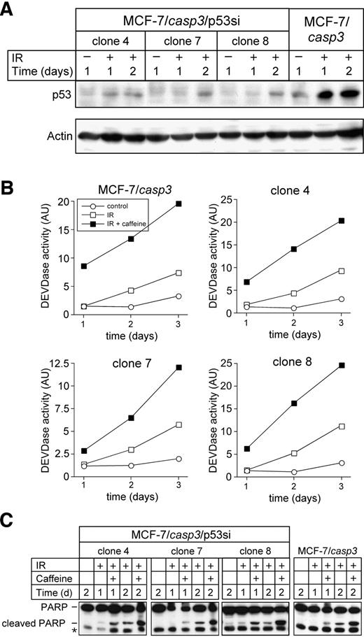 Fig. 7. Suppression of p53 levels by stable expression of the p53 siRNA has no effect on IR- and caffeine-induced caspase-3 activation. A, Western blot analyses of the status of p53 in MCF-7/CASP-3 cells and cells stably expressing the p53 siRNA that were either left untreated or exposed to 20 Gy. Probing the membrane with actin served as loading control. One representative experiment of three is shown. B, caspase-3 (DEVDase) activity in cytoplasmic extracts of MCF-7/CASP-3 and MCF-7/CASP-3/siRNA cells that were either left untreated (○) or cells exposed to a single dose of 20 Gy in the absence (□) or presence of 1 mmol/L caffeine (▪). Treatment of cells with caffeine alone had no effect (data not shown). One representative experiment of three is shown. C, Western blot analysis of the status of PARP in untreated MCF-7/CASP-3 and MCF-7/CASP-3/siRNA cells and in cells incubated for the indicated times following exposure to 20 Gy in the absence or presence of caffeine (1 mmol/L); ∗an unspecific band.