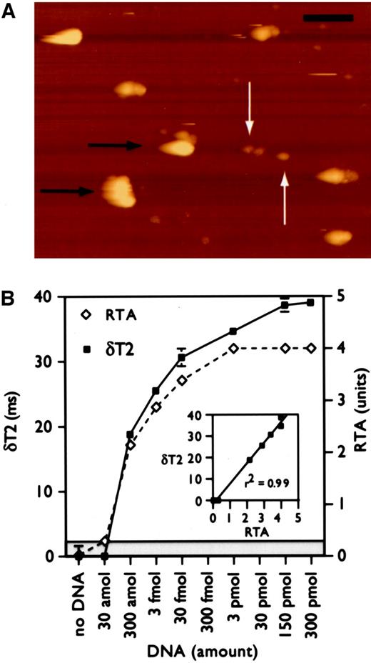 Fig. 2. Sensing telomerase. A, magnetic force microscopy of clustered nanoparticles (binding to single telomeric repeats) shows locally detectable increases in magnetic field distortion (black horizontal arrows). Equal-sized but nonclustered nanoparticles have a much lower magnetic effect (white arrows; black bar = 1 μm). B, comparative sensitivities of benchtop magnetic and standard telomeric repeat amplification protocol assay using a 54-mer telomeric repeat. Note the similar sensitivities of both formats and good correlation (r2 = 0.99).