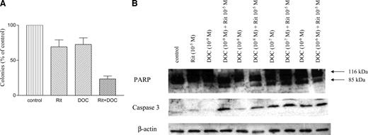 Fig. 2. Effect of ritonavir on growth arrest and apoptosis mediated by docetaxel. A, clonal assay. DU145 cells were cultured with docetaxel (10−10 mol/L), ritonavir (10−6 mol/L), or both. Colonies (>40) were enumerated after 14 days of incubation. Results are expressed as a mean percentage of control plates containing 0.1% DMSO (control diluent). Each point represents a mean of three independent experiments with triplicate plates; bars, SD. B, Western blot analysis. DU145 cells were cultured with docetaxel (10−9 to 10−6 mol/L), ritonavir (10−5 mol/L), or the combination of both for 4 days. Cells were harvested and subjected to Western blot analysis. The polyvinylidene fluoride membrane was sequentially probed with anti–caspase-3, PARP, and β-actin antibodies. Rit, ritonavir; Doc, docetaxel.