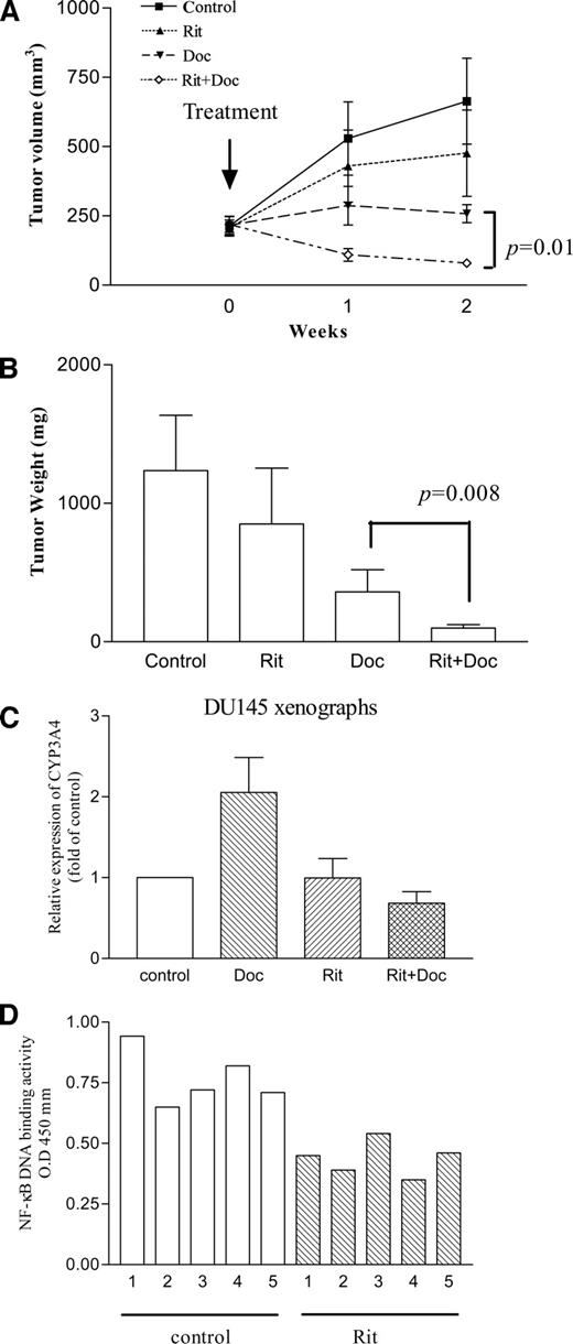 Fig. 7. Effect of ritonavir, docetaxel, or the combination of both against established DU145 xenografts. DU145 cells were injected bilaterally subcutaneously into BNX mice, forming two tumors/mouse. When tumor volume reached ∼200 mm3, mice were randomized into five groups (n = 5 each), and treatment was initiated with ritonavir (10 mg/kg/mouse), docetaxel (25 mg/kg/mouse), or the combination of both for 5 days a week for 2 weeks. Tumor volumes were measured every week. Each point represents the mean ± SD of 10 tumors. B, tumor weights at autopsy. After 2 weeks of treatment, tumors were removed and weighed. Results represent mean ± SD of tumor weights. Statistical significance was determined by Mann-Whitney U test; bars, SD. C, effect of ritonavir on docetaxel-induced expression of CYP3A4 transcripts in vivo. After 16 hours of drug administration, tumors were removed, RNA was extracted, and cDNA was synthesized. Real-time PCR was performed to measure the level of CYP3A4. Data represent mean ± SD of three tumors. Doc, docetaxel; Rit, ritonavir. D, Effect of ritonavir on NFκB DNA binding activity in vivo. After 16 hours of drug administration, tumors were removed, and nuclear protein was extracted and subjected to ELISA to measure NFκB DNA binding activity. Rit, ritonavir; O.D., optical density.