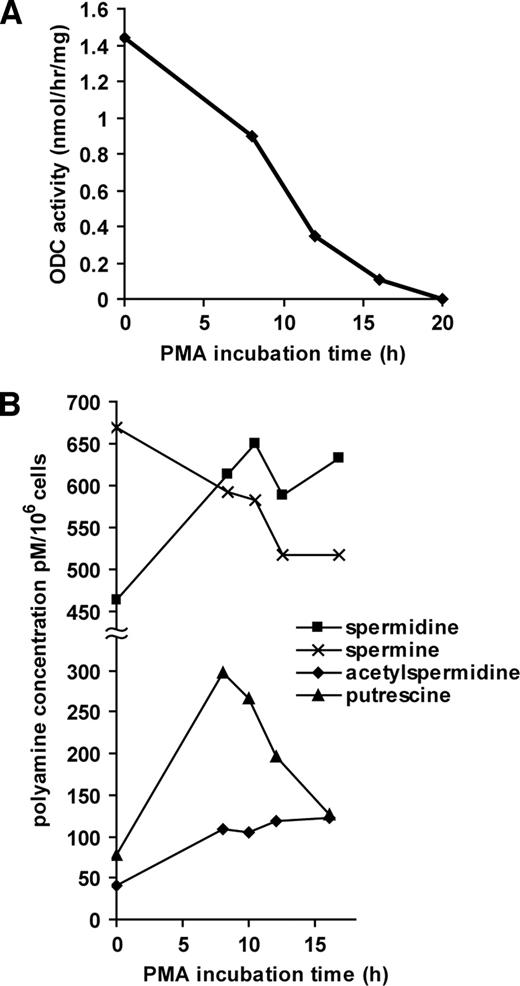 Fig. 1. ODC activity and polyamine acetylation in PMA-treated HL-60 cells. Ornithine decarboxylase activity (A) and polyamine content (B) are shown in HL-60 cells induced with 3 nmol/L PMA.