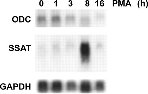 Fig. 2. SSAT and ODC gene expression in PMA-treated HL-60 cells determined by Northern blotting. RNA isolated from untreated or HL-60 cells treated with 3 nmol/L PMA was hybridized in a sequential order to ODC, SSAT, and glyceraldehyde-3-phosphate dehydrogenase (GAPDH) probes.