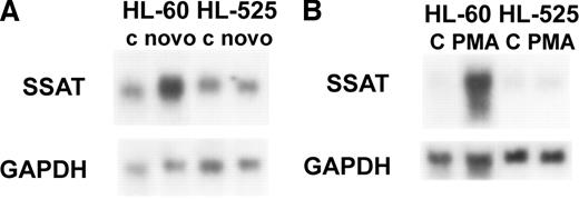 Fig. 3. SSAT gene expression in PMA- or novobiocin-treated HL-60 and HL-525 cells determined by Northern blotting. RNA from HL-60 and HL-525 cells untreated or treated for 8 hours with either 200 μmol/L novobiocin (A) or PMA (B) was hybridized first to a SSAT probe and then to a glyceraldehyde-3-phosphate dehydrogenase (GAPDH) probe. HL-60 cells were treated with 3 nmol/L PMA and HL-525 cells—with 30 nmol/L PMA.