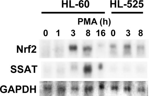Fig. 6. Nrf2 and SSAT gene expression in HL-60 and HL-525 cells treated with PMA determined by Northern blotting. RNA from untreated or PMA-treated cells was hybridized in a sequential order to the Nrf2, SSAT, and GAPDH probes. HL-60 cells were treated with 3 nmol/L PMA and HL-525 cells—with 30 nmol/L PMA.