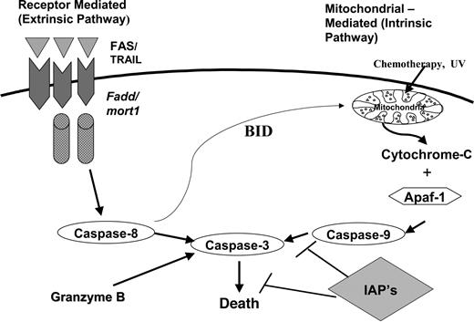 Fig. 1. Caspase activation pathways. Currently, at least two major pathways for initiation of caspase activation have been identified: (a) the intrinsic (mitochondrial) pathway with cytochrome c, and (b) the extrinsic (death receptor) pathway with the TNF family of death receptors. A third minor pathway has been identified in which granzyme B directly activates caspase 3.