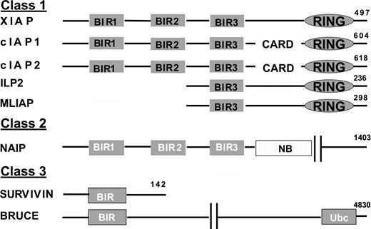 Fig. 2. The IAP family of proteins. To date, eight human IAP family members have been identified, based on shared BIR domains. IAP members may also contain a CARD domain and RING finger motif. BRUCE has an E2 ubiquitination enzyme motif (Ubc), and NAIP has a nucleotide binding domain (NB). To group the IAP proteins, they have been divided into three classes (classes 1–3), based on the presence or absence of a RING finger and the homology of their BIR domains.