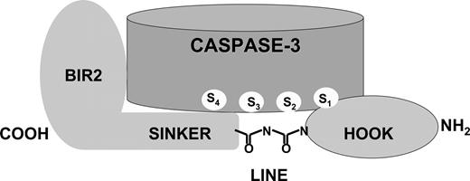 Fig. 3. The hook, line, and sinker model for caspase inhibition by XIAP. A hook, line, and sinker model can explain how XIAP inhibits caspase 3 by steric hindrance. The hook in the NH2-terminal extension of the BIR2 domain of XIAP inhibits caspase 3 by lying across the active site of the caspase, thereby blocking the substrate-binding pocket of active caspase 3. The line is formed by two peptide bonds that connect the hook to the sinker. The sinker stabilizes the interaction between XIAP and caspase 3.