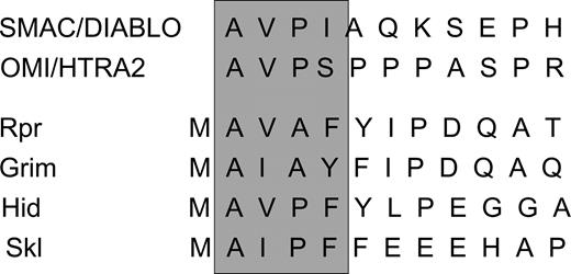 Fig. 4. The SMAC family of IAP inhibitors. Members of the SMAC family of IAP inhibitors share a homologous NH2-terminal region. The NH2 terminus is sufficient for binding the BIR3 domain of XIAP.