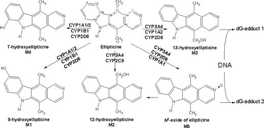 Fig. 5. Metabolism of ellipticine by human CYPs showing the metabolites and those leading to DNA adducts.