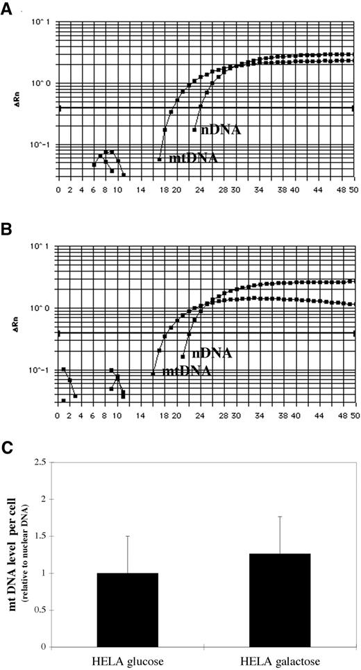 Fig. 5. Mitochondrial DNA (mtDNA) content is unchanged in HeLa cells grown on galactose compared with glucose: mtDNA content was determined simultaneously with nuclear DNA content by real-time PCR in HeLa cells grown in glucose (A) or galactose (B). In A and B, the y axis represents the amplification of PCR products that are expressed as ΔRn, i.e., the amount of reporter signals detected during PCR amplification (no unit). mtDNA levels normalized relative to nuclear DNA signals (C) show no difference in mtDNA content/cell between HeLas grown in glucose or in galactose.