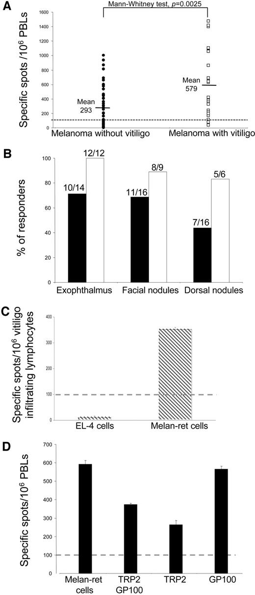 Fig. 2. Spontaneous tumor-specific T-cell response in MT/ret melanoma animals. A, specific recognition by PBLs of Melan-ret cells of individual MT/ret mice with melanoma (n = 46) or with melanoma-associated vitiligo (n = 27). IFN-γ-producing cell number was assessed in mice displaying an exophthalmus, facial nodules, or dorsal nodules. All of the mice used in this experiment are 1–14-month-old with no significant difference of mean age in mice with or without vitiligo. All mice with facial nodules (2–4 mm) have a similar tumor load. Similarly, dorsal nodules (2–5 mm) are comparable from one mouse to another in terms of tumor load. Background values obtained with control nontransgenic mice were subtracted from the mean values obtained with MT/ret mice. Mice were considered responders if the number of IFN-γ-secreting cells per 106 PBLs was over 100 spots (dotted line). Ninety-three % of mice with melanoma-associated vitiligo were responders, which contrasts significantly with the 61% of melanoma mice without vitiligo (Fisher’s exact test, P = 0.008). B, percentage of responders as a function of disease severity in mice with melanoma (▪) or with melanoma-associated vitiligo (□). C, specific recognition of melanoma cells by vitiligo infiltrating lymphocytes. The number of cells that secrete IFN-γ was assessed using vitiligo infiltrating cells (6 × 105 cells/well) as effector cells and Melan-ret cells (103 cells/well) as targets. EL-4 cells were used as control nonmelanoma tumor cells. D, comparison between the recognition of peptide-derived tumor antigens and that of Melan-ret cells. Specific recognition of TRP2180–188, TRP2181–188, and GP10025–33 murine CD8 T-cell epitopes by pools of PBLs from mice displaying tumor reactivity. Freshly isolated PBLs were incubated for 24 h with EL-4 cells and recombinant IL-2 at a final concentration of 30 units/ml. EL-4 cells were coated with a pool of TRP2180–188, TRP2181–188, and GP10025–33 peptides or coated with the peptides individually. The values obtained with EL-4 cells in the absence of peptides were always below 10 spots (data not shown). Results are expressed as specific spots per 106 PBLs (in A and C) (mean of triplicate tests; bars, SD). These results are representative of two independent experiments.