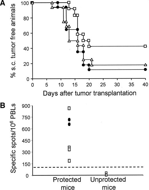 Fig. 3. The spontaneous vitiligo onset correlates with melanoma protection. A, antitumor protection assay. 5 × 105 Melan-ret cells were injected s.c. into control nontransgenic mice (triangles; n = 16) or into MT/ret mice displaying melanoma-associated clinical signs with (squares; n = 12), or without vitiligo (circles; n = 17). The mice with vitiligo were 2–15 months of age (mean age, 9.7 months) at the time of the tumor cell transplantation. They all displayed exophthalmus, 4 of 12 (33%) displayed facial nodules, and no mice displayed dorsal nodules attributable to the rare occurrence of such a nodule in this group. The mice without vitiligo were 2–16 months of age (mean age, 7.8 months). They all displayed exophthalmus, 14 of 17 (82%) had facial nodules, and 10 of 17 (59%) had dorsal nodules. As expected, the selection of animals of the same age in both groups results in different tumor load. The s.c. transplanted tumor growth was monitored twice a week. Values are expressed as percentage of s.c. tumor-free mice at the indicated time after tumor cell transplantation (results of two separate experiments). Mice with vitiligo showed a significant delay in s.c. tumor development compared with mice without vitiligo (log-rank test, P = 0.0463). s.c. tumor development was not significantly different in mice with melanoma alone compared with control littermate mice (P > 0.05). B, specific recognition of Melan-ret cells by PBLs of MT/ret mice displaying melanoma-associated symptoms with vitiligo (squares; n = 5) or without vitiligo (circles; n = 4). Tested mice are either protected (6 mice) or not protected (3 mice) against tumor challenge. Results are expressed as specific spots per 106 PBLs (mean of triplicate tests; bars, SD).
