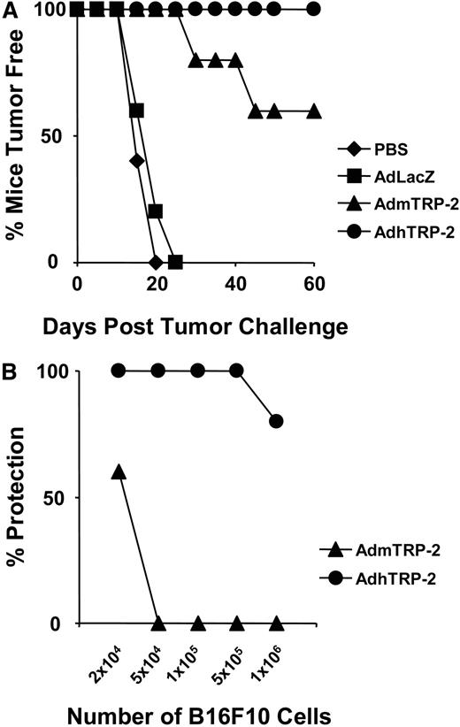 Fig. 1. Immunization with adenovirus encoding human tyrosinase-related protein 2 (AdhTrp-2) significantly enhances antitumor immunity against B16F10. A, C57BL/6 mice were immunized intradermally with Ad encoding murine Trp-2 (AdmTrp-2) or AdhTrp-2, challenged s.c. with 2 × 104 B16F10 cells 14 days after immunization, and monitored for the onset of tumor formation. B, immunized animals were challenged with various doses of B16F10 cells (from 2 × 104 to 1 × 106). Data presented here were summarized from 15–30 mice at each challenge dose.