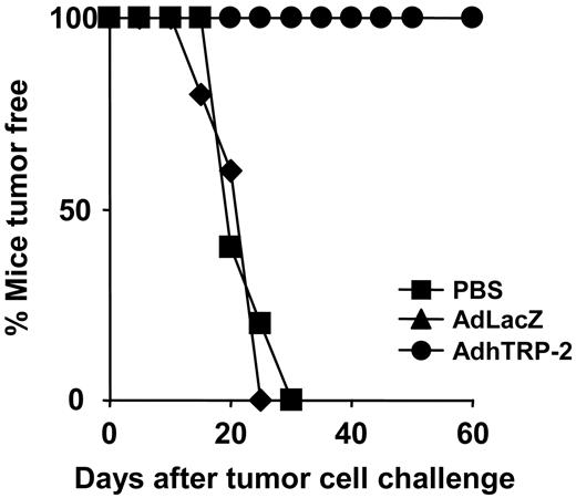 Fig. 4. B cells are not required for tumor protection following adenovirus encoding human tyrosinase-related protein 2 (AdhTrp-2) immunization. B cell-deficient mice were immunized intradermally with AdhTrp-2 or AdLacZ, challenged with 1 × 105 B16F10 cells 14 days after immunization, and monitored for the onset of tumor formation.