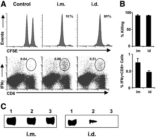 Fig. 5. Immunization with adenovirus encoding human tyrosinase-related protein 2 (AdhTrp-2) either intradermally (i.d.) or i.m. elicits potent cellular and humoral responses specific for Trp-2. A, mice were immunized with AdhTrp-2 by either i.d. or i.m. injection for 14 days. Upper panels, 5,6-carboxylfluorescein succinimidyl ester (CFSE)-labeled target cells were adoptively transferred into immunized recipient for in vivo CTL 6 h before harvesting tissues, and the number in the right corner represents the percent-specific lysis to naive controls. Lower panels, splenocytes from immunized mice were restimulated immediately with SIINFEKL (OVA257–264) or SVYDFFVWL (Trp-2180–188) peptide for intracellular cytokine staining, and the number on the top is the frequency of IFN-γ-producing CD8+ T cells/total CD8+ T cells following stimulation with SVYDFFVWL − the frequency of IFN-γ-producing CD8+ T cells/total CD8+ T cells following stimulation with SIINFEKL. B, summary of in vivo CTL and intracellular staining data from four experiments. C, serum samples were collected from mice (3/group) 28 days after immunization and tested for the presence of Trp2-specific antibodies by immunostaining of cell lysates from 293 cells infected with AdhTrp-2 or AdLacZ (not shown). Each number on the top of panels represents an individual mouse sample, and this assay was repeated once with similar results.