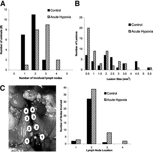 Fig. 5. The effect of acute hypoxia on lymph node metastasis. A shows the number of involved lymph nodes per mouse in individual mice exposed to the acute hypoxia treatment during tumor growth (20 mice) and in control animals (20 mice). There is no difference between the sets of tumors derived from the four i.m. donor tumors. The difference between the treatment groups is statistically significant (P < 0.05). B shows a histogram of the size of the involved lymph nodes in both groups. C, the anatomical location of the local lymph nodes is illustrated on the left (the asterisk indicates the location of the primary tumor, which has been removed) and a histogram showing the location of the involved nodes in both groups is shown on the right.