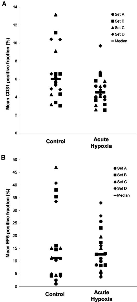 Fig. 6. The effect of acute hypoxia on relative vascular area and hypoxic fraction. Points represent the mean staining fraction for individual animals exposed either to acute hypoxia during tumor growth (acute hypoxia) or to normal air (control), for CD31 in panel A and EF5 in panel B. Bars represent the median. The staining fraction for each animal is the mean-positive fraction of five sections cut 200 μm apart. There were no differences between the sets of tumors derived from the four i.m. donor tumors. The difference between the treatment groups is statistically significant for CD31 (P < 0.05) but not for EF5 (P = 0.65). EF5, 2-(2-nitro-1H-imidazole-1-yl)-N-(2,2,3,3,3-pentafluoropropyl) acetamide.