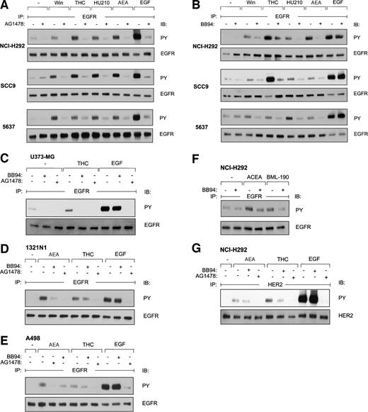 Fig. 1. EGFR signal transactivation requires EGFR tyrosine kinase activity and a metalloprotease activity. A, serum-starved NCI-H292 cells, SCC9 cells, and 5637 cells were preincubated with EGFR-specific tyrphostin AG1478 (250 nm, 20 min) or vehicle (DMSO) and were treated with Win55,212-2 (Win; 10 μm), Δ9-tetrahydrocannabinol (THC; 1 μm), HU210 (50 nm), anandamide [AEA (AN); 10 μm], and epidermal growth factor (EGF) (5 ng/ml) for 3 min. After lysis, EGFR was immunoprecipitated (IP) using anti-EGFR antibody. Tyrosine-phosphorylated EGFR was detected by (IB) with anti-phosphotyrosine (PY) antibody, followed by reprobing of the same filter with anti-EGFR antibody. B, serum-starved NCI-H292 cells, SCC9 cells, and 5637 cells were preincubated with metalloprotease inhibitor batimastat (BB94; 5 μm, 20 min) or vehicle (DMSO), stimulated for 3 min, and analyzed as described in A. C, D, and E, Serum-starved U373-MG, 1321N1, and A498 cells were preincubated with inhibitors and were stimulated for 3 min as indicated, and were analyzed as described in A. F, serum-starved NCI-H292 cells were preincubated with BB94 (5 μm, 20 min) and were stimulated with arachidonyl-2′-chloroethylamide (ACEA) (200 nm) or BML-190 (5 μm) for 3 min, and were analyzed as described in A. G, serum-starved NCI-H292 cells were preincubated with BB94 (5 μm, 20 min), tyrphostin AG1478 (250 nm, 20 min), or vehicle (DMSO) and stimulated with anandamide (An; 10 μm) or THC (1 μm) for 3 min. After lysis, HER2 was immunoprecipitated and assayed for HER2 tyrosine phosphorylation content.