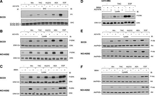 Fig. 2. Cannabinoid-induced SHC tyrosine phosphorylation and activation of extracellular signal-regulated kinase 1/2 (ERK1/2) and Akt/PKB pathways is EGFR- and metalloprotease-dependent. A, serum-starved SCC9 cells were treated as described in Fig. 1<$REFLINK> A, precipitated SHC was immunoblotted with αPY antibody followed by reprobing of the same filters with anti-SHC antibody. B and C, serum-starved SCC9 cells and NCI-H292 cells were preincubated with AG1478 (250 nm, 20 min) or BB94 (5 μm, 20 min), respectively, and were stimulated for 7 min as indicated. Phosphorylated ERK1/2 was detected by immunoblotting with phospho-specific ERK1/2 (P-ERK) antibody. The same filters were reprobed with anti-ERK antibody. D, serum-starved U373-MG cells were preincubated with inhibitors and stimulated for 7 min as indicated and were analyzed as described in B. E and F, serum-starved SCC9 cells and NCI-H292 cells were preincubated with AG1478 (250 nm, 20 min) or BB94 (5 μm, 20 min), respectively, and stimulated for 7 min as indicated. Activated Akt/PKB was detected by immunoblotting with phospho-specific Akt/PKB (P-Akt) antibody. The same filters were reprobed with anti-Akt/PKB antibody. Win, Win55,212-2; THC, Δ9-tetrahydrocannabinol; AEA, anandamide; EGF, epidermal growth factor; IB, immunoblotting; PY, anti-phosphotyrosine; P-ERK, phospho-specific ERK1/2; kDa, Mr in thousands; P-Akt, phospho-specific Akt/PKB.