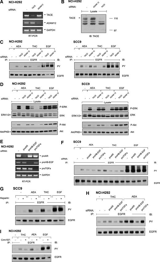 Fig. 4. Tumor necrosis factor α-converting enzyme (TACE) mediates cannabinoid-induced EGFR transactivation and extracellular signal-regulated kinase 1/2 (ERK1/2) and Akt/PKB activation. A and B, NCI-H292 cells were transfected with TACE or ADAM12 siRNA. Gene expression was analyzed by reverse transcription-PCR or immunoblotting (IB) with TACE antibody. C, NCI-H292 cells and SCC9 cells were transfected with siRNAs raised against TACE and ADAM12, were serum starved, and were stimulated for 3 min with Δ9-tetrahydrocannabinol (THC; 1 μm), anandamide (An; 10 μm), and EGF (5 ng/ml), and were assayed for EGFR tyrosine phosphorylation content. D, NCI-H292 cells and SCC9 cells were transfected with siRNAs and stimulated for 7 min with agonists as indicated. Phosphorylated ERK1/2 and activated Akt/PKB were detected by immunoblotting with phospho-specific ERK1/2 (P-ERK) and Akt/PKB (P-Akt) antibodies, respectively. The same filters were reprobed with anti-ERK1/2 antibody and anti-Akt/PKB, respectively. P-ERK, phospho-specific ERK1/2; P-Akt, phospho-specific Akt/PKB. E, NCI-H292 cells were transfected with siRNAs raised against proAR, proHB-EGF, and proTGFα. Gene expression was analyzed by reverse transcription-PCR (RT-PCR). F, SCC9 cells were transfected with siRNAs raised against proAR, proHB-EGF, and proTGFα; stimulated with THC (1 μm) and AEA (10 μm) for 3 min; and assayed for EGFR tyrosine phosphorylation content. G, serum-starved SCC9 cells were preincubated with heparin (100 ng/ml, 15 min), stimulated with THC (1 μm) and AEA (10 μm), and assayed for EGFR tyrosine phosphorylation. H, NCI-H292 cells were transfected with siRNAs as indicated, stimulated with THC (1 μm) and AEA (10 μm), and assayed for EGFR tyrosine phosphorylation. I, serum-starved NCI-H292 cells were preincubated with CRM197 (10 μg/ml, 20 min), stimulated with THC (1 μm) and AEA (10 μm) for 3 min, and assayed for EGFR tyrosine phosphorylation. IB, immunoblotting; PY, anti-phosphotyrosine; IP, immunoprecipitated.