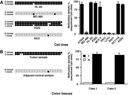 Fig. 2. Methylation density percentages in cancer cell lines and colon primary tumors. A, methylation density measured by sequencing of 29 CpG sites in selected human cancer cell lines. The PCR fragment generated with the second combined bisulfite restriction analysis primer set was cloned and sequenced as detailed in the “Materials and Methods” section. B, methylation density measured as in A but with two primary colon tumor samples (T) and their adjacent normal tissues (N). ○ represent unmethylated CpG sites; • represent methylated CpG sites. Numbers of sequenced clones for each tested sample are given.
