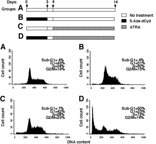 Fig. 7. All-trans-retinoic acid (ATRA)-induced apoptosis in the leukemia cell line K562. The top panel shows the treatment scheme, and the bottom panel shows the corresponding cell cycle distribution. Group A, control cells. Group B, cells treated with 1 μm 5-aza-deoxycytidine (5-Aza-dCyd) with no further treatment for 10 days. Group C, cells treated with 1 μm ATRA over the last 10 days of the 14-day experiment. Group D, cells treated as in B followed by treatment with 1 μm ATRA over 10 days.