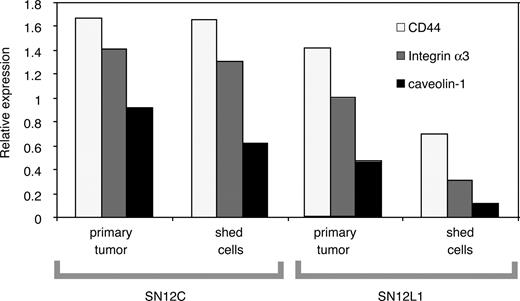 Fig. 3. Genechip analysis. α3 integrin, CD44, and caveolin expression are compared between the metastasizing cells (SN12C cells/SN12L cells) of the low and high metastatic tumors and their primary counterparts (SN12C pT/SN12L pT). β-Actin was used as a control gene.