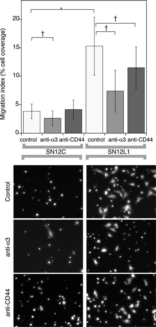 Fig. 4. Migration of SN12C and SN12L1 cells in a transwell assay. Top, cells treated with anti-α3 antibody migrated significantly slower than the untreated counterparts (P < 0.05; Student’s t test). Error bars represent SDs of the mean. Blocking CD44 only affected the SN12L1 cells. Bottom, representative images from the bottom of the transwell filter.