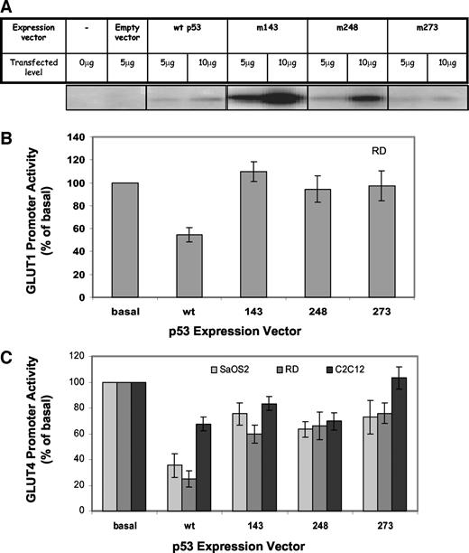Fig. 2. Reduced repression of GLUT1 and GLUT4 promoter activity by mutant p53. SaOS-2, RD, and C2C12 cells were transfected in 100-mm dishes with affinity-purified cDNA using the calcium phosphate DNA precipitation method. Cells were transfected with 10 μg of pGLUT1-P-Luc or pGLUT4-P-Luc promoter-reporter and 3 μg of wild-type (wt) p53 expression vector or the various mutant forms of p53, m143 (Val143Ala), m248 (Arg248Trp), and m273 (Arg273Trp), as described in “Materials and Methods.” Forty-eight h after transfection, transcriptional activity of the GLUT1 and GLUT4 promoters was determined by measuring relative luciferase activity normalized to total protein levels in each sample. The induced promoter activity was expressed as a percentage of its basal levels, i.e., luciferase activity in cells that were transfected with the promoter-reporter in the absence of exogenous p53. Each point in the figure represents the average of data obtained in three separate experiments performed in triplicate ± SE. A, Western blot analysis of transfected and lysed SaOS-2 cells using anti-p53 (DO-1), antimouse IgG-horseradish peroxidase-conjugated secondary antibody, and SuperSignal West Pico Chemiluminescent substrate. B, RD cells were cotransfected with GLUT1-P-Luc and 3 μg of wild-type p53 (pCB6+/wt p53) or various mutant forms of p53, as indicated. C, SaOS-2 cells (light gray), RD cells (gray), and C2Cl2 myotubes (black) were cotransfected with GLUT4-P-Luc and 3 μg of wild-type p53 expression vector (pCB6+/p53) or various mutant forms of p53, as indicated.