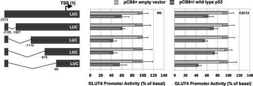 Fig. 3. Effect of p53 on progressive 5′ deletion constructs of the GLUT4 promoter. RD cells (middle panel) and C2C12 myotubes (right panel) were transfected in 100-mm dishes with affinity-purified cDNA using the calcium phosphate DNA precipitation method. Cells were transfected with 10 μg of 5′ deletion constructs of pGLUT4-P-Luc promoter-reporter (left panel) and 3 μg of wild-type p53 expression vector, as described in “Materials and Methods.” Forty-eight h after transfection, GLUT4 promoter transcription activity was determined by measuring luciferase activity and normalizing to total protein in each sample. The induced promoter activity was expressed as a percentage of its basal levels, i.e., luciferase activity in cells that were transfected with the promoter-reporter in the absence of exogenous p53. For clarity, the effect of p53 was expressed as a percentage of the basal promoter transcriptional activity within each construct. Each point in the figure represents the average of data obtained in four separate experiments performed in triplicate ± SE.