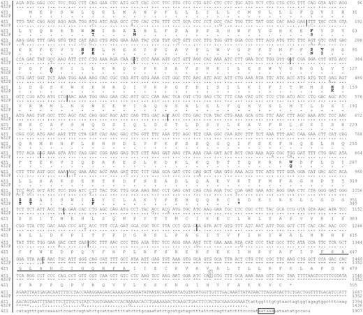 Fig. 2. Nucleotide sequences of CYP4Z1 and CYP4Z2P cDNA and their deduced amino acid sequences. cDNA sequences (in capitals) were confirmed by three independent cDNA clones each from SK-BR-3. Silent nucleotide exchange at position 1497 was found in a clone derived from pooled mammary gland cDNA and might represent an allelic variant of CYP4Z1 (boxed). 3′ untranslated region sequence of CYP4Z1 cDNA was adopted from expressed sequence tag AI668602 (illustrated in small letters). Exon borders are signalised by vertical lines. The stop codons are illustrated by asterisks. The polyadenylation signal is enframed. The highly conserved heme-binding site is underlined.