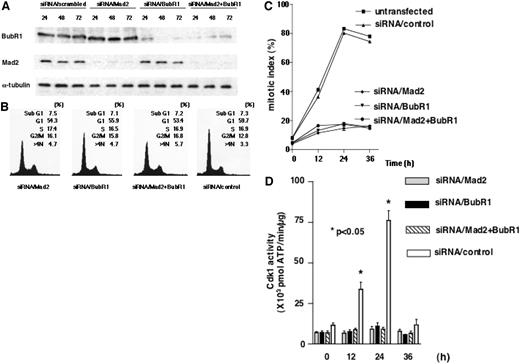 Fig. 1. Loss of spindle assembly checkpoint in cells with suppression of Mad2, BubR1, or both. A, reduction of BubR1 and Mad2 levels after transfection with small-interfering siRNA (siRNA). MCF-7 cells were transfected with siRNA/Mad2 or siRNA/BubR1, resulting in a final concentration of 200 nm for the siRNAs. At the indicated times after transfection, cells were harvested and subjected to protein immunoblot analysis with each antibody and α-tubulin antibody to control for gel loading. B, no difference in cell cycle distribution by suppression of BubR1, MAD2, or both. Cell cycle distribution of cells with suppression of Mad2, BubR1, or both, as measured by DNA content by fluorescence-activated cell sorting as described in “Materials and Methods.” MCF-7 cells were transfected and harvested 72 h after transfection. Numbers indicate percentages of cells in each phase. Nonstatistical significance was determined in each cell line by χ2 test (P = 0.0514). C, reduction of mitotic indices of each cell by suppression of BubR1, MAD2, or both after treatment with paclitaxel. Twenty-four h after transfection, cells were treated with paclitaxel (100 nm) and harvested at the indicated times. Bars, SDs. D, suppression of cyclin-dependent kinase-1 (Cdk1) activity by suppression of BubR1, MAD2, or both after treatment with paclitaxel in each cell line. Twenty-four h after transfection, cells were treated with paclitaxel (100 nm) and harvested at the indicated times. Activity of Cdk1 in the lysates was determined as described in “Materials and Methods.” Bars, SDs.