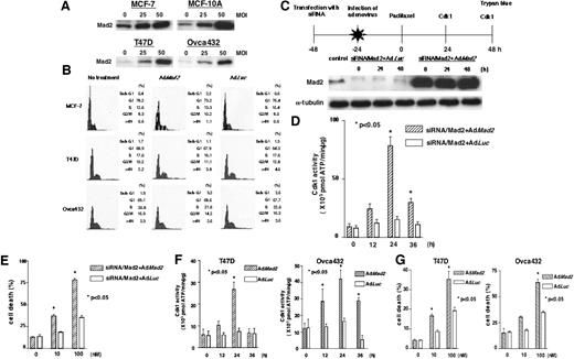 Fig. 3. Restoration of function of spindle assembly checkpoint and enhancement of paclitaxel sensitivity by overexpression of Mad2 in Mad2-dependent checkpoint-defective cells. A, exogenous Mad2 expression in MCF-7, MCF-10A, T47D, and Ovca432 cells by infection with Ad-EGFP/Mad2 (AdMad2). Twenty-four h after infection at multiplicity of infection (MOI) values of 25 and 50, 20 μg of each lysate sample were applied and subjected to protein immunoblot analysis with anti-Mad2 antibody. B, no difference in cell cycle distribution by overexpression of Mad2. Cell cycle distribution of cells with overexpression of Mad2 as measured by DNA content by fluorescence-activated cell sorting. MCF-7, T47D, and Ovca432 cells were harvested 48 h after infection and subsequently stained with propidium iodide to detect DNA content. Numbers show the percentages of cells in each phase. Nonstatistical significance was determined in each cell line by χ2 test (MCF-7, P = 0.1011; T47D, P = 0.0789; Ovca432, P = 0.9581). Top of C, schedule for combined small interfering RNA (siRNA)/Mad2 transfection and adenovirus infection. Twenty-four h after transfection of siRNA/Mad2, adenoviral vectors (MOI of 50) were delivered over a 24-h period, and cells were exposed to paclitaxel (100 nm). Bottom of C, expression of Mad2 in Mad2-suppressed MCF-7 cells infected with Ad-EGFP/Mad2 or Ad-EGFP/Luc (AdLuc). Cells were harvested at 0, 24, and 48 h after paclitaxel treatment and subjected to protein immunoblot analysis with each antibody and α-tubulin antibody to control for gel loading. D, increased cyclin-dependent kinase-1 (Cdk1) activity after treatment with paclitaxel in Mad2-suppressed MCF-7 cells infected with Ad-EGFP/Mad2 compared with Ad-EGFP/Luc-infected cells. Twenty-four h after infection with either Ad-EGFP/Mad2 or Ad-EGFP/Luc at a MOI of 50, cells were treated with paclitaxel (100 nm) and harvested at the indicated times. Cdk1 activity in the lysate was determined as described in “Materials and Methods.” E, recovered paclitaxel-induced cell death in Mad2-suppressed MCF-7 cells infected with Ad-EGFP/Mad2. Twenty-four h after infection, cells were harvested. Forty-eight h after treatment with paclitaxel, cell viability was assessed using trypan blue exclusion assay. Bars, SDs. F, increased Cdk1 activity after treatment with paclitaxel in Ad-EGFP/Mad2-infected T47D and Ovca432 cells. Twenty-four h after infection with either Ad-EGFP/Mad2 or Ad-EGFP/Luc at a MOI of 50, cells were treated with paclitaxel (100 nm) and harvested at the indicated times. Cdk1 activity in the lysate was determined as described in “Materials and Methods.” G, increased paclitaxel-induced cell death in T47D and Ovca432 cells infected with Ad-EGFP/Mad2. Cells were harvested 24 h after infection. Forty-eight h after treatment with paclitaxel, cell viability was assessed using trypan blue exclusion assay. Bars, SDs.