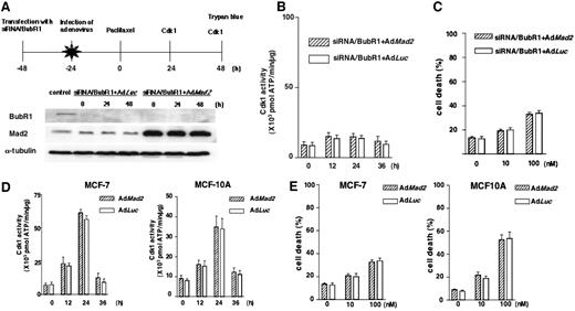 Fig. 4. Inability of Mad2 overexpression to enhance checkpoint function and paclitaxel sensitivity in cells with Mad2-independent defective or functional checkpoint. Top of A, schedule for combined small-interfering RNA (siRNA)/BubR1 transfection and adenovirus infection. Twenty-four h after transfection of siRNA/BubR1, adenoviral vectors (multiplicity of infection of 50) were delivered over a 24-h period, and cells were exposed to paclitaxel (100 nm). Bottom of A, expression of Mad2 and BubR1 in BubR1-suppressed MCF-7 cells infected with Ad-EGFP/Mad2 or Ad-EGFP/Luc. Cells were harvested at the indicated times after paclitaxel treatment and subjected to protein immunoblot analysis with each antibody and α-tubulin antibody to control for gel loading. B, cyclin-dependent kinase-1 (Cdk1) activity after treatment with paclitaxel in BubR1-suppressed MCF-7 cells infected with Ad-EGFP/Mad2 or Ad-EGFP/Luc. Cells were harvested at the indicated times after paclitaxel treatment. Activity of Cdk1 in the lysate was determined as described in “Materials and Methods.” C, paclitaxel-induced cell death in BubR1-suppressed MCF-7 cells infected with Ad-EGFP/Mad2 or Ad-EGFP/Luc. Cells were harvested 48 h after treatment with paclitaxel. Cell viability was assessed by trypan blue exclusion. Bars, SDs. D, Cdk1 activity after treatment of paclitaxel in infected MCF-7 and MCF-10A cells. Twenty-four h after infection with Ad-EGFP/Mad2 or Ad-EGFP/Luc at a multiplicity of infection of 50, cells were treated with paclitaxel (100 nm) and harvested at the indicated times. Cdk1 activity in the lysate was determined as described in “Materials and Methods.” E, paclitaxel-induced cell death in MCF-7 and MCF-10A cells infected with Ad-EGFP/Mad2 or Ad-EGFP/Luc. Cells were harvested 24 h after infection. Forty-eight h after treatment with paclitaxel, cell viability was assessed using trypan blue exclusion assay. Bars, SDs.