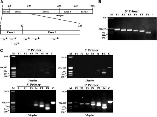Fig. 1. Mapping of KLK4 mRNA 5′ end. A, schematic diagram showing the exon structure of KLK4-PR open-reading frame with putative first exon. Arrows represent primer locations and orientation. A common reverse primer spans the junction of exon 3 and 4. Three of the forward primers are located in the putative first exon; the other three are located in the second exon. Numbers on the box indicate the length (in bp) from the start. B, the primers that are depicted (1A) were used in PCR for 35 cycles with a cloned kallikrein 4 (KLK4) cDNA as template. Reactions were then resolved on a 1.5% agarose gel and visualized. C, RT-PCR experiment. The cDNA was synthesized from total RNA of LNCaP cells that were treated with R1881 (10−8 m) for 24 h. Aliquots were removed from the reactions at indicated cycles and run on a 1.5% agarose gel. The pCRII-KLK4-PR (3 ng) plasmid was used as control (C). The DNA molecular weight markers (M; in kb) are shown at the left of the figure. Note that the upper band appearing after 30 cycles represent the long variant of KLK4 in which the intron between exon 2 and 3 has not been spliced out (10). There is approximately a 15-cycle delay for the appearance of the bands from amplifications of exon 1 compared with exon 2. The experiment was repeated five times with virtually identical results.