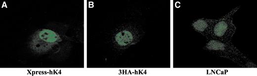 Fig. 3. hK4 is predominantly localized to the nucleus. COS-7 cells were grown on cover slips and transfected with either pcDNA4-KLK4 (Xp-KLK4) or SRα-3HA-KLK4 (HA-KLK4). Indirect immunofluorescence microscopy was performed with A, anti-Xpress antibody (1:1000 dilution) or B, the anti-3HA antibody (1:500 dilution), respectively. For the detection of the endogenous hK4 in LNCaP cells (C), cells were treated with R1881 for 48 h and subjected to immunofluorescence microscopy analysis with the hK4 antiserum (10 μg/ml). Immunofluorescence microscopy was as detailed in “Materials and Methods.”