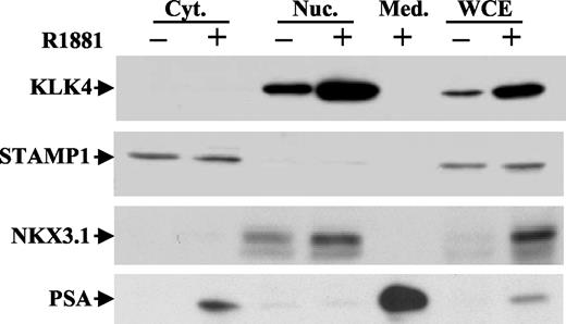 Fig. 4. Biochemical evidence that hK4 is a nuclear protein. LNCaP cells were either left untreated or treated with R1881 (10−8 m) for 48 h. Western analysis was performed with kallikrein 4 (KLK4) antiserum on cytoplasmic (Cyt.) or nuclear (Nuc.) extracts or on extracts made from concentrated culture medium (Med.) of the same cells as well as the whole cell extract (WCE). The membrane was stripped and used in Western analysis with antisera for STAMP1 and NKX3.1, two proteins known to reside in the cytoplasmic and nuclear compartments, respectively. Western analysis with prostate-specific antigen (PSA) is also presented that is primarily a secreted protein. Note that the protein loaded in each well was adjusted to correspond to the same number of cells. The experiment was repeated three times with identical results.