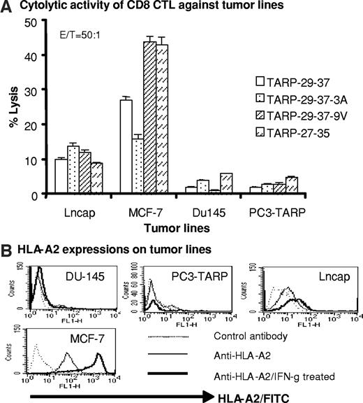 Fig. 7. Human CD8+ CTLs raised by in vitro restimulation kill human cancer cell line. A, in a 5-h 51Cr release assay, LNCaP (prostate cancer cell line; HLA-A2+TARP+), MCF-7 (breast cancer cell line; HLA-A2+TARP+), DU145 [prostate cancer cell line; HLA-A2−TARP−), and PC3-TARP (prostate cancer cell line transfected with TARP; HLA-A2−TARP+) were used as target cells. Target cells were preincubated with 1000 ng/ml human IFN-γ for 72 h. Data are representative of two repeated experiments with similar results, and error bars (SEM) were calculated from a triplicate assay in one experiment. B, tumor cell lines were stained with anti-HLA-A2 after incubation with or without IFN-γ for 72 h.