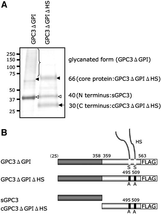 Fig. 1. Characterization of recombinant glypican-3 (GPC3) proteins. A, CBB R-250-stained SDS-PAGE of purified recombinant GPC3. Brace, glycanated GPC3 (smearing), GPC3ΔGPI; closed arrowhead, core protein of GPC3 (Mr 66,000) that lacks heparan sulfate glycosaminoglycan, GPC3ΔGPIΔHS; open arrowhead, sGPC3 (Mr 40,000); arrow, cGPC3ΔGPIΔHS (Mr 30,000). B, schematic diagram of recombinant proteins. Numbers above the boxes indicate amino acid residue number. Note that NH2-terminal residue 25 is putative and indicated in parentheses. HS, heparan sulfate glycosaminoglican.