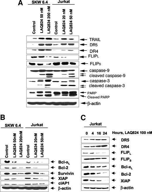 Fig. 3. LAQ824 treatment increases Apo-2L/tumor necrosis factor-related apoptosis inducing ligand (TRAIL), DR4, and DR5 expression but down-regulates XIAP, survivin, Bcl-2, and Bcl-xL expression in SKW 6.4 and Jurkat cells. Cells were treated with LAQ824 at the indicated concentrations for 24 h. After this, the cell-lysates were obtained. A, immunoblot analyses of Apo-2L/TRAIL, DR5, DR4, FLIPL, and FLIPs, as well as caspase-9 and -3 and their cleaved fragments. B, immunoblot analyses of Bcl-xL, survivin, XIAP, cIAP-1, and Bcl-2. β-Actin levels served as the loading control. C, alternatively, cells were treated with 100 nm LAQ824 for 4, 16, or 24 h, and cell lysates were analyzed by immunoblot analyses of DR4, DR5, c-FLIPL, c-FLIPs, XIAP, Bcl-2, and Bcl-xL. β-Actin levels served as the loading control