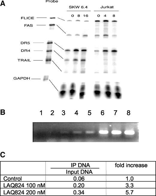 Fig. 5. Treatment with LAQ824 increases the mRNA expression of DR4 and DR5, and increases the association of the DR5 gene with the acetylated histone H3 and H4 in chromatin. A, after exposure of SKW 6.4 and Jurkat cells to 100 nm LAQ824 for the indicated time intervals (hours), mRNA expression levels of the indicated genes were determined using a Riboquant Multi-Probe RNase Protection Assay. B, soluble chromatin was immunoprecipitated with antiacetylated histone H3 and H4 antibodies. PCR primers for the DR5 promoter were used to amplify the DNA isolated from the immunoprecipitates. PCR products were scanned and quantified. The lanes represent culture conditions for 4 h for input cell lysate (Lanes 6–8) and immunoprecipitated chromatin (Lanes 3–5) as follows: Lanes 3 and 6, untreated Jurkat cells; Lanes 4 and 7, Jurkat cells treated with 100 nm LAQ824; Lanes 5 and 8, and Jurkat cells treated with 200 nm LAQ824; Lane 1 is the negative control for PCR product and Lane 2, unrelated antibody control. C, the ratio between input DNA and precipitated DNA was calculated for each treatment. The fold-increase after LAQ824 treatment was calculated and is shown in the table.
