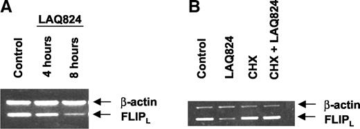 Fig. 6. Treatment with LAQ824 decreases the mRNA expression of c-FLIPL, which is reversed by the cotreatment with cycloheximide. A, after treatment of Jurkat cells with 50 nm of LAQ824 for 4 or 8 h mRNA levels of cFLIP were determined by reverse transcription-PCR with β actin mRNA as the control. B, after treatment of Jurkat cells with 50 nm of LAQ824 and/or 10 μg/ml of cycloheximide for 8 h, mRNA levels of cFLIP and β-actin were determined by reverse transcription-PCR, and are represented, as follows: Lane 1, untreated cells; Lane 2, LAQ824 treatment; Lane 3, cycloheximide treatment; and Lane 4, combined treatment with LAQ824 and cycloheximide.