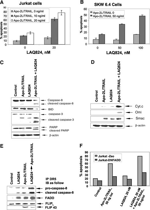 Fig. 7. Treatment LAQ824 enhances Apo-2L/tumor necrosis factor-related apoptosis inducing ligand (TRAIL)-induced death-inducing signaling complex assembly, death-inducing signaling complex activity, and apoptosis. A, Jurkat cells and B, SKW 6.4 were treated with LAQ824 and/or Apo-2L/TRAIL at the indicated doses for 24 h. After this, the percentage of apoptotic cells was determined by annexin-V staining followed by flow cytometry. Values represent mean of three experiments; bars, ±SE. C, after treatment of Jurkat cells with LAQ824 (20 nm) and/or Apo-2L/TRAIL (10 ng/ml) for 24 h, either the total cell lysates were used for immunoblot analyses of caspase-8, BID, caspase-3, and poly(ADP-ribose) polymerase (PARP), or the cytosolic (S100) fractions of cells were either used for immunoblot analysis of cytochrome (cyt) c, Omi, or Smac (D), β-actin expression was used as the loading control. E, SKW 6.4 cells were treated with 100 nm LAQ824 for 24 h or 100 ng/ml Apo-2L/TRAIL for 2 h, or LAQ824 followed by Apo-2L/TRAIL. After these treatments, cell lysates were immunoprecipitated with anti-DR5 antibody and immunoblotted with anti-caspase-8, -FADD, and anti-cFLIP antibody. F, Jurkat cells were transfected with the cDNA of dominant-negative FADD, and the transfectants were treated with Apo-2L/TRAIL and/or LAQ824 for 24 h. After this the percentage of apoptotic cells were estimated by morphological evaluation through light microscopy.