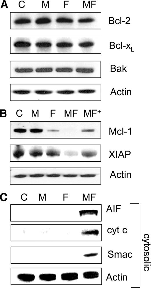 Fig. 5. A, Jurkat cells were exposed to either no drugs (C), MS-275 (M; 500 nm) for 48 h, fludarabine (F; 500 nm) for 24 h, or MS-275 for 48 h with fludarabine added during the last 24 h (MF). At the end of this period, cells were lysed, the proteins separated by SDS-PAGE, and Western blot analysis used to monitor expression of Bcl-2, Bcl-XL, and Bak. B, Jurkat cells were exposed to MS-275 ± fludarabine as above, except that in some cases, cells were exposed to MS-275 + fludarabine in the presence of 25 μm Boc-d-fmk (MF+). C, Jurkat cells were exposed to MS-275 ± fludarabine as above, after which, cytosolic S-100 fractions were obtained as described in “Materials and Methods” and the expression of cytosolic cytochrome c, apoptosis-inducing factor (AIF), and Smac/DIABLO was monitored by Western blot. Each lane contained 30 μg of protein; blots were stripped and reprobed with antibodies to actin to ensure equivalent loading and transfer. Results shown reflect a representative experiment; two additional studies yielded equivalent results.