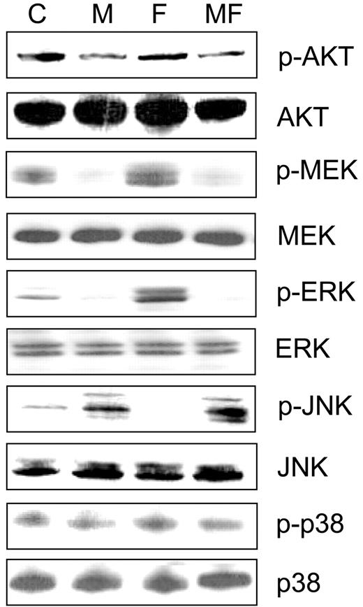 Fig. 7. Jurkat cells were incubated for 24 h in medium alone or medium containing 500 nm MS- 275, after which, they were exposed to 500 nm fludarabine for 3 h. Cells were then lysed, the protein extracts separated by SDS-PAGE, and Western blot analysis used to monitor the expression of total and phosphorylated mitogen-activated protein/extracellular signal-regulated kinase (MEK)1/2, extracellular signal-regulated kinase (ERK)1/2, c-Jun NH2-terminal kinase (JNK), p38, and Akt as described in “Materials and Methods.” Each lane was loaded with 30 μg of protein. Results of a representative experiment are shown; two additional experiments yielded equivalent results.