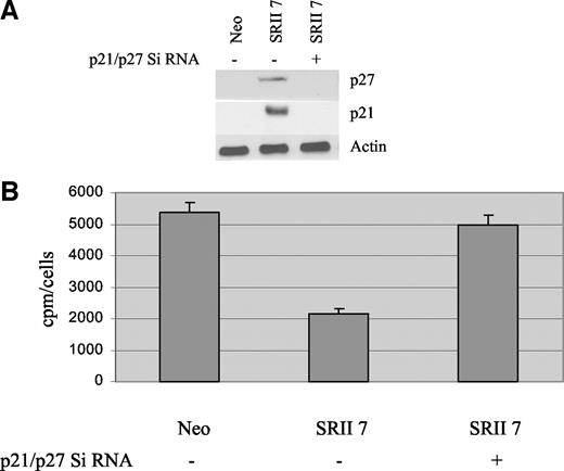 Fig. 5. p21/p27 small interfering (Si) RNA effects on DNA synthesis in SRII 7 cells. p21 and p27 Si RNA was transiently expressed in receptor type II-transfected cells (SRII 7). A, Western analysis using p21, p27, and actin antibodies in ZR75 Neo, SRII 7, and SRII 7 Si RNA-transfected cells. B, SRII 7 cells at 60% confluency were transiently transfected with p21/p27 Si RNA and DNA synthesis activity using [3H]thymidine was measured 72 h post-transfection as described in “Materials and Methods;” bars, ±SD.