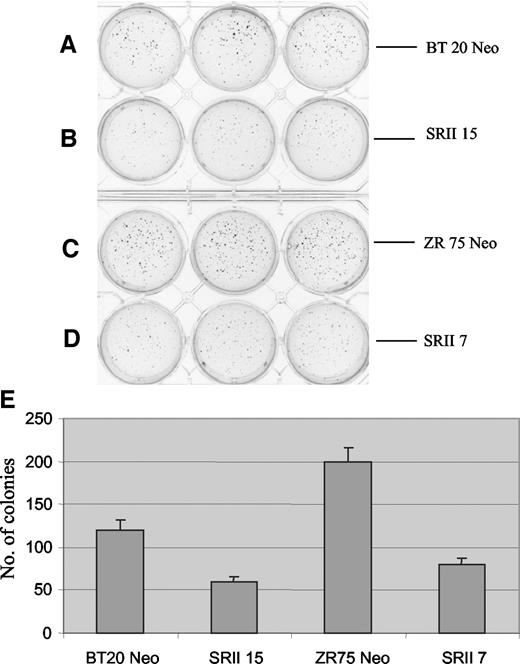 Fig. 6. Anchorage-independent growth of BT20, ZR75 Neo, and receptor type II transfectants. Exponentially growing cells (3 × 103) were suspended in 1 ml of 0.4% sea plaque agarose in McCoy’s 5A serum-free medium and plated on top of a 1 ml underlayer of 0.8% agarose in the same medium in a six-well plate. Cell colonies were visualized by staining with 0.5 ml of p-iodonitrotetrazolium violet after 2 weeks of incubation. A, BT 20 Neo; B, SRII 15; C, ZR 75 Neo; and D, SRII 7. E, the number of colonies were counted and represented in a graph format; bars, ±SD.