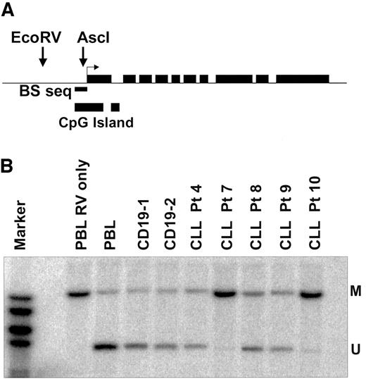 Fig. 2. GRM7 gene structure and Southern blot. A, GRM7 gene structure and location of AscI-EcoRV fragment detected by Restriction Landmark Genomic Scanning. The location of the CpG island and the region analyzed by bisulfite sequencing are indicated. B, Southern blot confirms methylation in GRM7 5′ region. Normal peripheral blood lymphocytes (PBL), CD19+ cells, and chronic lymphocytic leukemia samples were digested with EcoRV only (PBL, Lane 3), or double digested with AscI and EcoRV (Lanes 4–11) and hybridized with a restriction fragment from the AscI-EcoRV plasmid corresponding to the GRM7 5′ region (RLGS spot A-5G07). The large EcoRV-EcoRV fragment in Lane 3 indicates the size of a methylated fragment (M) when DNA fails to digest the internal AscI restriction site. The smaller size band (U) shows the size of the fragment produced when the unmethylated DNA is digested by AscI. Low-level methylation is present in normal PBLs and CD19+ cells. Patients 7 and 10 exhibit almost complete methylation. Patients 4, 8, and 9 have partial methylation, but to a larger degree than the normal controls.