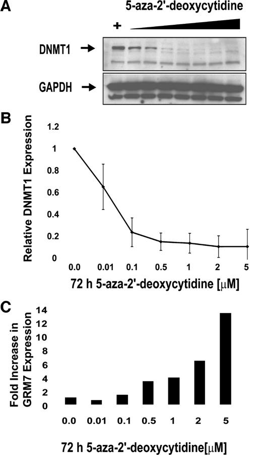 Fig. 4. Depletion of DNMT1 protein correlates with increased GRM7 expression in chronic lymphocytic leukemia cell line WaC3CD5 after 5-aza-2′-deoxycytidine treatment. Chronic lymphocytic leukemia cell line WaC3CD5 was treated with 5-aza-2′-deoxycytidine at the indicated concentrations for 72 h. A, DNMT1 levels were depleted with increasing doses of 5-aza-2′-deoxycytidine as shown by Western blot and compared with Glyceraldehyde 3-Phosphate Dehydrogenase control. B, graphical representation of data in A; bars, ±SD. C, semiquantitative reverse transcription-PCR shows increased expression of GRM7 with increasing doses of 5-aza-2′-deoxycytidine.